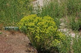 Attēlu rezultāti vaicājumam “Euphorbia virgata leaf”