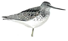 Attēlu rezultāti vaicājumam “Tringa nebularia”