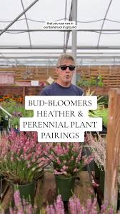 Attēlu rezultāti vaicājumam “Calluna vulgaris bud”