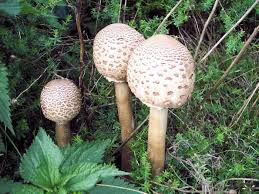 Attēlu rezultāti vaicājumam “Macrolepiota procera”