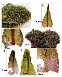 Attēlu rezultāti vaicājumam “Didymodon rigidulus sporophyte”
