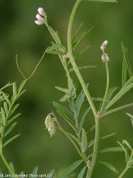 Attēlu rezultāti vaicājumam “Vicia hirsuta flower”