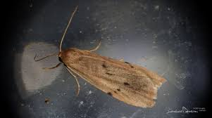 Attēlu rezultāti vaicājumam “Pelosia muscerda”