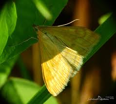 Attēlu rezultāti vaicājumam “Sitochroa verticalis”