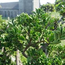Attēlu rezultāti vaicājumam “Euonymus”