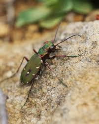Attēlu rezultāti vaicājumam “Cicindela campestris”