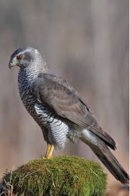 Attēlu rezultāti vaicājumam “Accipiter gentilis adult”