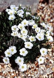 Attēlu rezultāti vaicājumam “Arenaria procera flower”