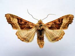 Attēlu rezultāti vaicājumam “Phlogophora meticulosa”