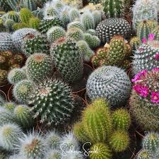Image result for Cactaceae