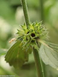 Image result for Galeopsis segetum