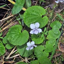 Attēlu rezultāti vaicājumam “Viola palustris”