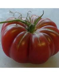 Afbeeldingsresultaat voor purple calabash tomato