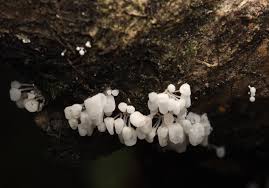 Attēlu rezultāti vaicājumam “Stemonitis lignicola spores”