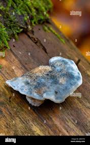 Attēlu rezultāti vaicājumam “Postia caesia”