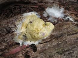 Attēlu rezultāti vaicājumam “Physarum bitectum sessile”