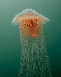 Image result for Cyanea capillata