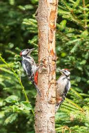 Attēlu rezultāti vaicājumam “Dendrocopos major juvenile”