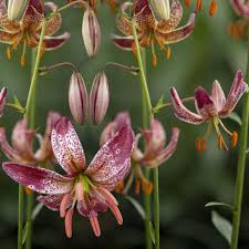 Image result for Lilium martagon `Manitoba Fox`