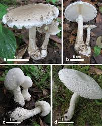 Attēlu rezultāti vaicājumam “Amanita”