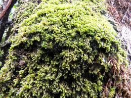 Attēlu rezultāti vaicājumam “Jungermanniopsida”