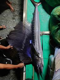 Image result for Istiophorus platypterus