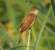 Image result for Acrocephalus arundinaceus