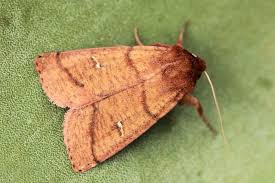 Attēlu rezultāti vaicājumam “Mythimna turca”