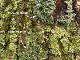 Attēlu rezultāti vaicājumam “Physconia distorta”