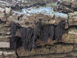 Attēlu rezultāti vaicājumam “Stemonitis fusca stalked”