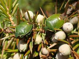 Attēlu rezultāti vaicājumam “Chlorochroa juniperina”