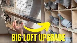 Image result for Meridian Racing Pigeon Lofts