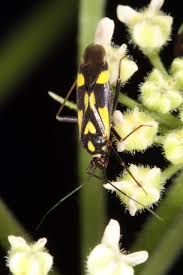 Attēlu rezultāti vaicājumam “Grypocoris sexguttatus”