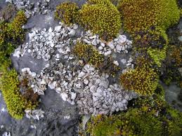 Attēlu rezultāti vaicājumam “Dermatocarpon miniatum”