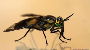 Attēlu rezultāti vaicājumam “Heptatoma pellucens”