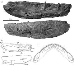 Attēlu rezultāti vaicājumam “Laccognathus panderi”