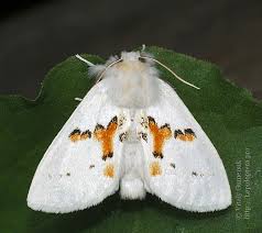 Attēlu rezultāti vaicājumam “Leucodonta bicoloria”