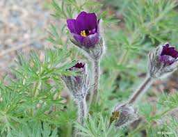 Attēlu rezultāti vaicājumam “Pulsatilla patens leaf”