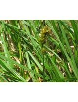 Attēlu rezultāti vaicājumam “Carex disticha”