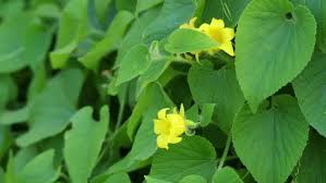 Attēlu rezultāti vaicājumam “Thladiantha dubia flower”