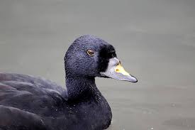 Attēlu rezultāti vaicājumam “Melanitta nigra male”