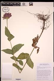 Image result for Zinnia violacea
