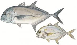 Image result for Caranx ignobilis