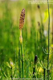 Attēlu rezultāti vaicājumam “Equisetum palustre”