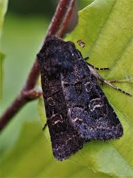 Attēlu rezultāti vaicājumam “Tholera cespitis”