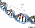 IT'S MY GENES !?