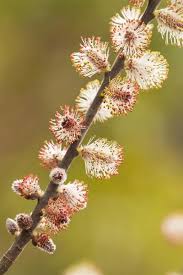 Attēlu rezultāti vaicājumam “Salix cinerea female flower”