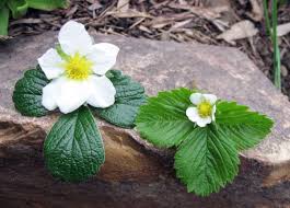 Attēlu rezultāti vaicājumam “Fragaria vesca flower”