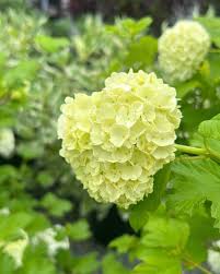 Attēlu rezultāti vaicājumam “Viburnum opulus flower”