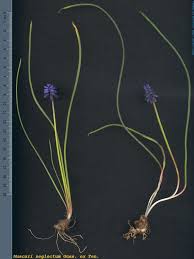 Attēlu rezultāti vaicājumam “Muscari neglectum”